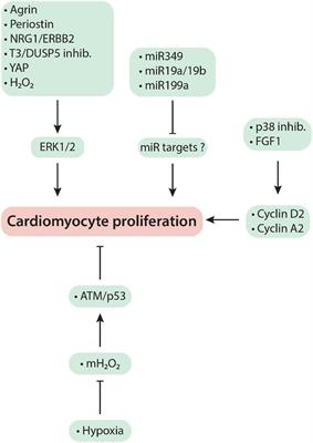 Mechanism-Based Cardiac Regeneration Strategies in Mammals